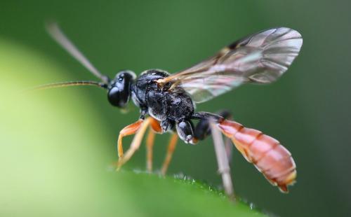 Réf. 260 568 : Tryphoninae inconnu